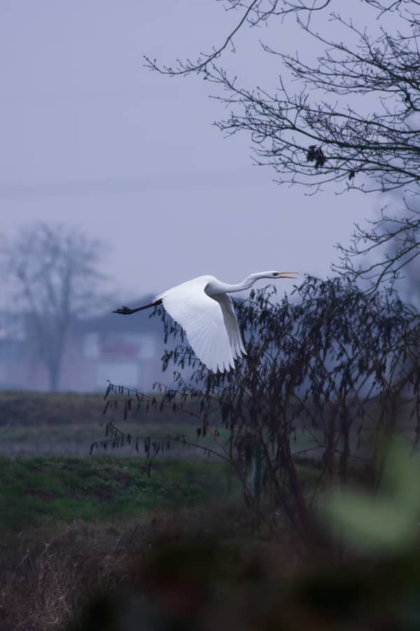 Airone Bianco Maggiore (Ardea alba)