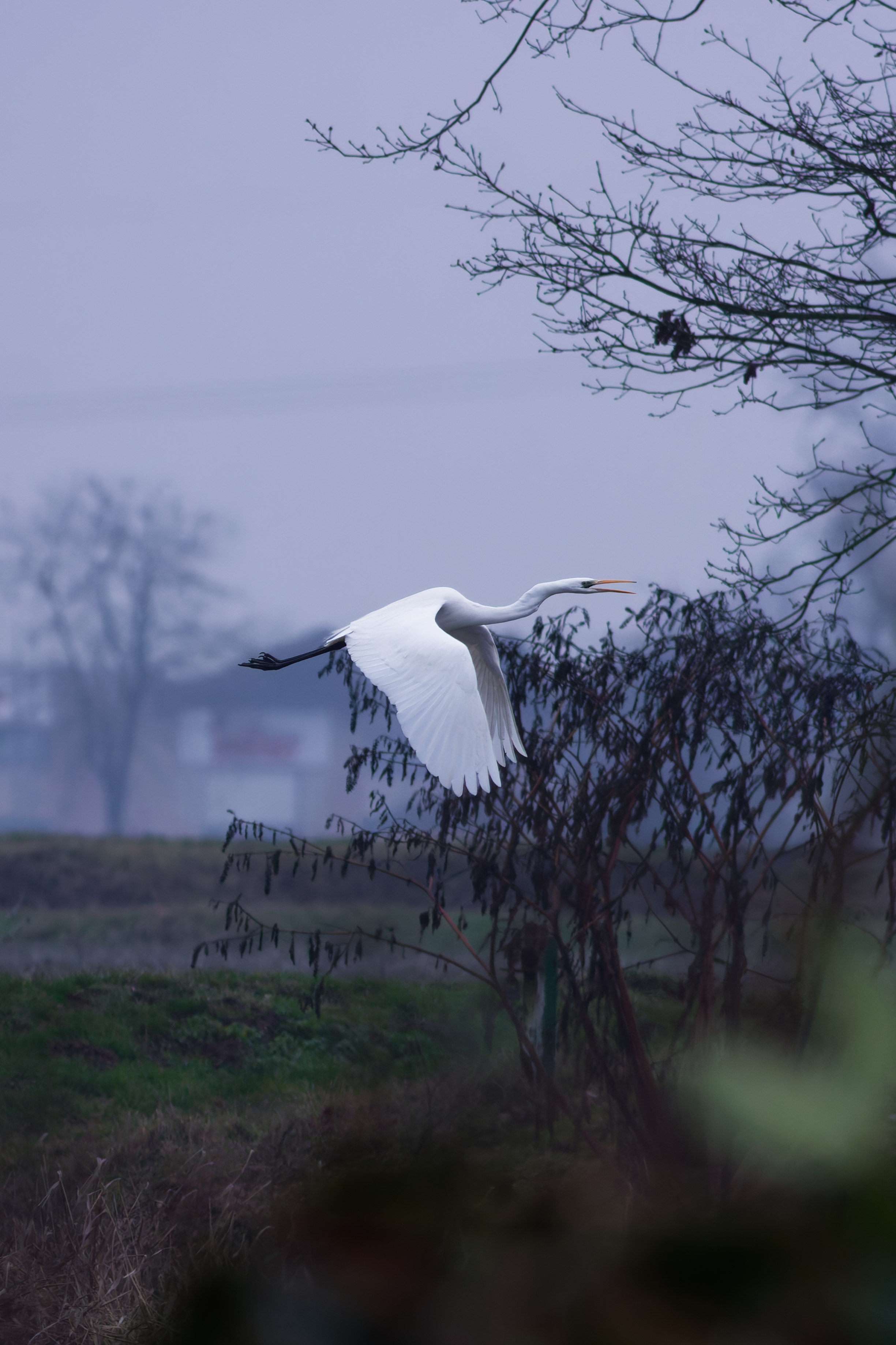 Airone Bianco Maggiore (Ardea alba)