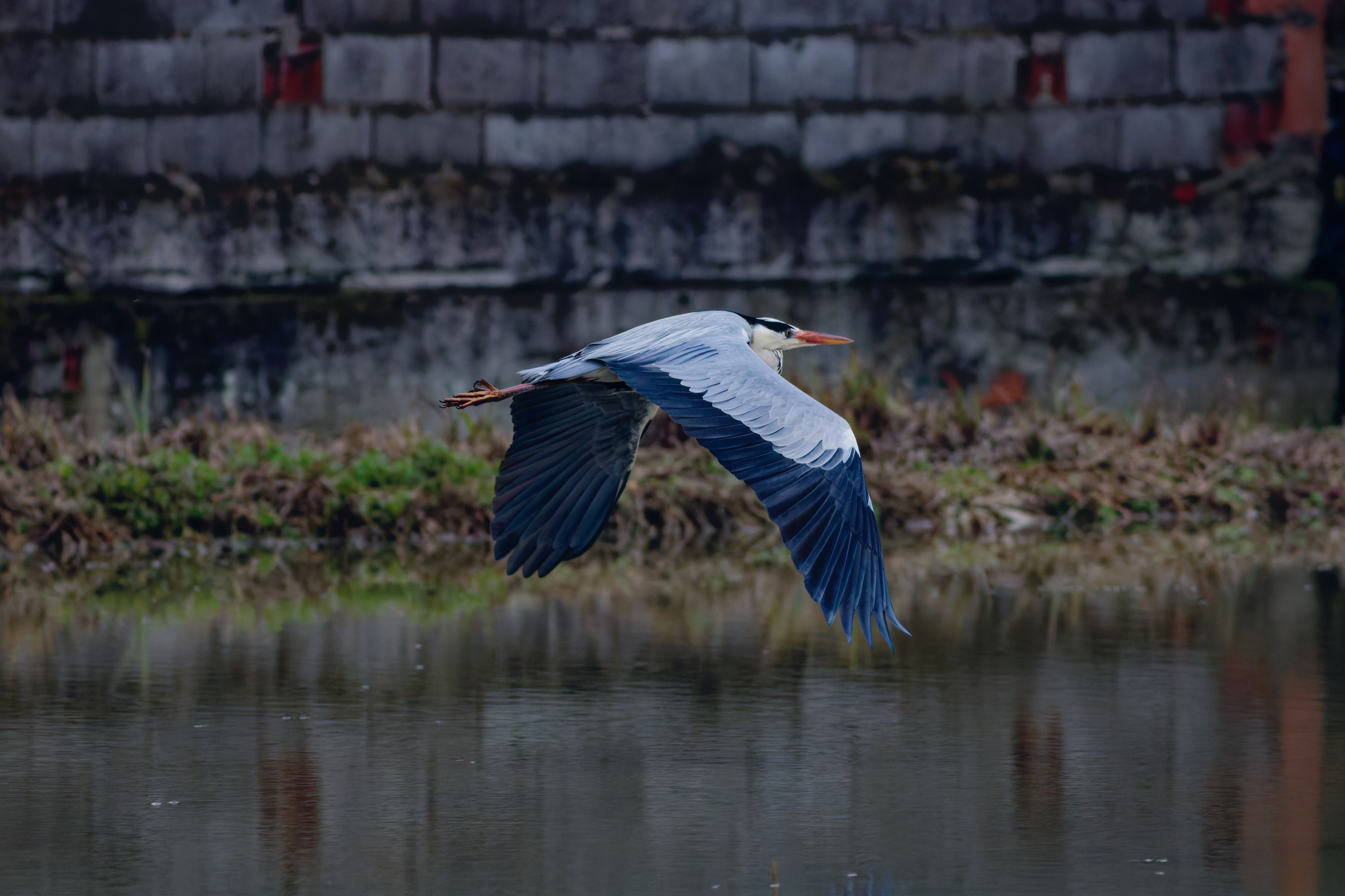 Grey Heron (Ardea cinerea)