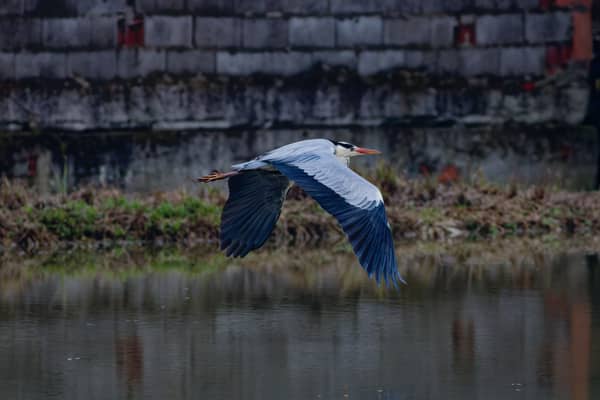 Airone Cenerino (Ardea cinerea)