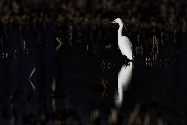 Garzetta (Egretta garzetta)