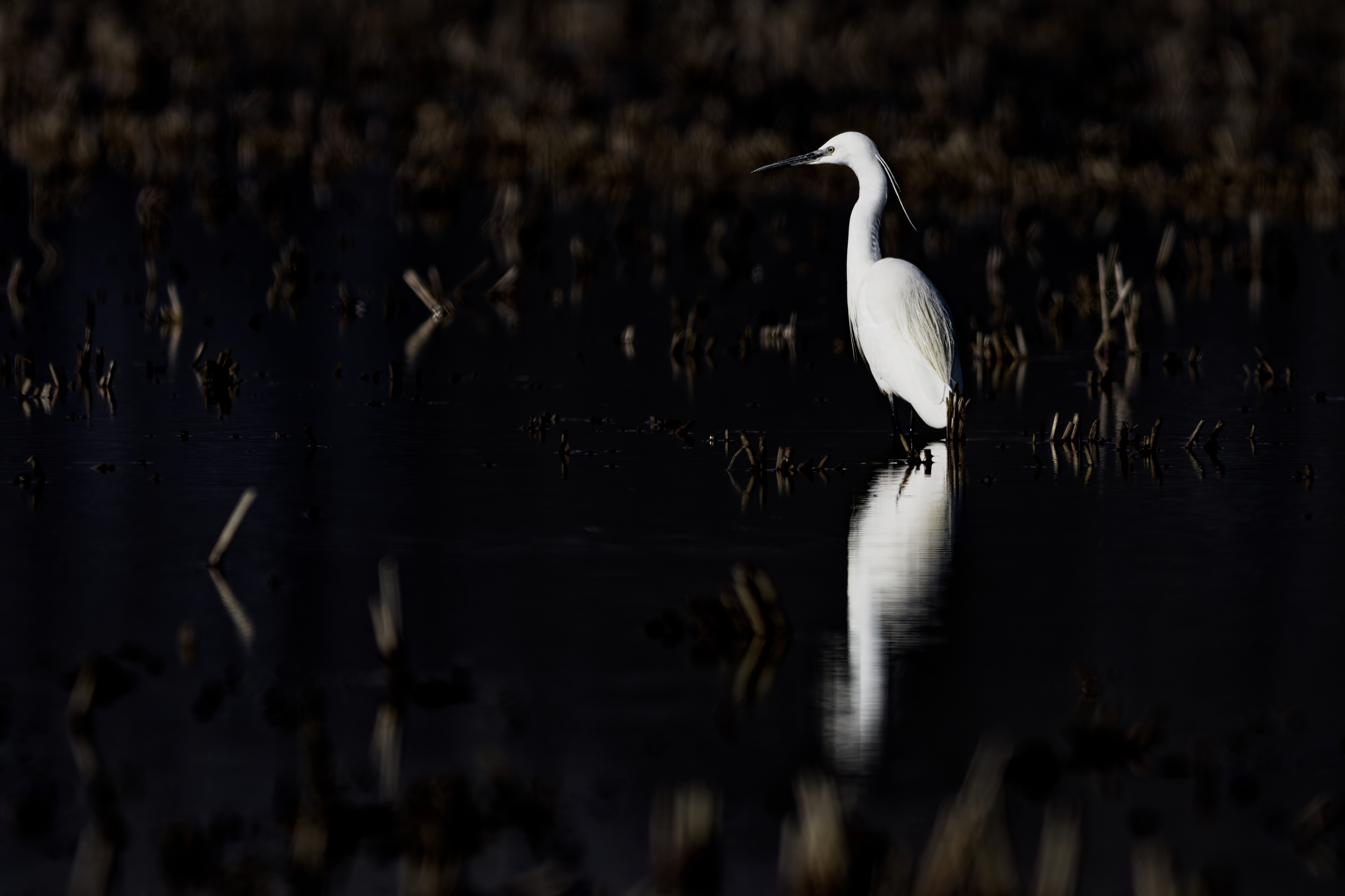 Garzetta (Egretta garzetta)