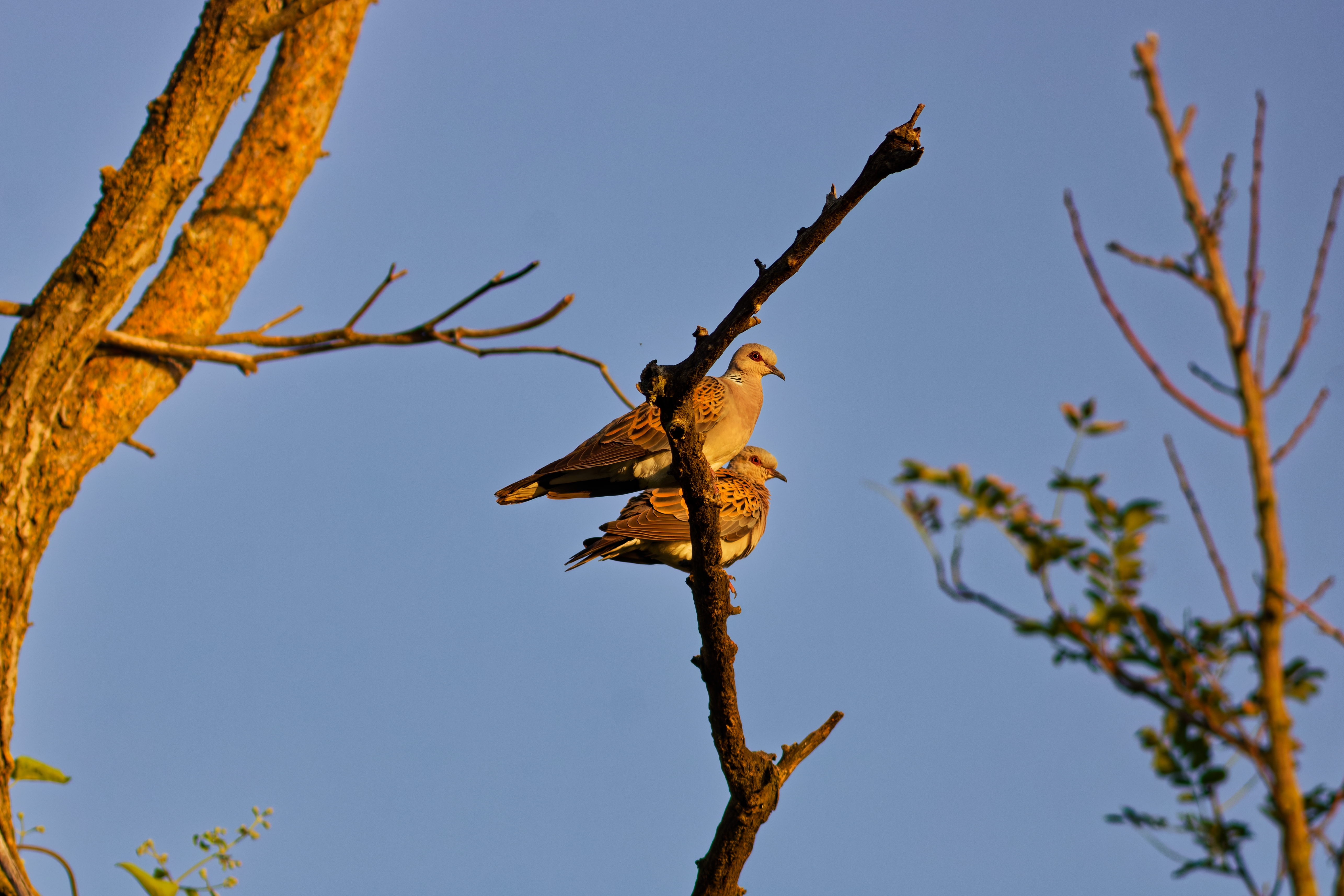 Tortore Selvatiche (Streptopelia turtur)