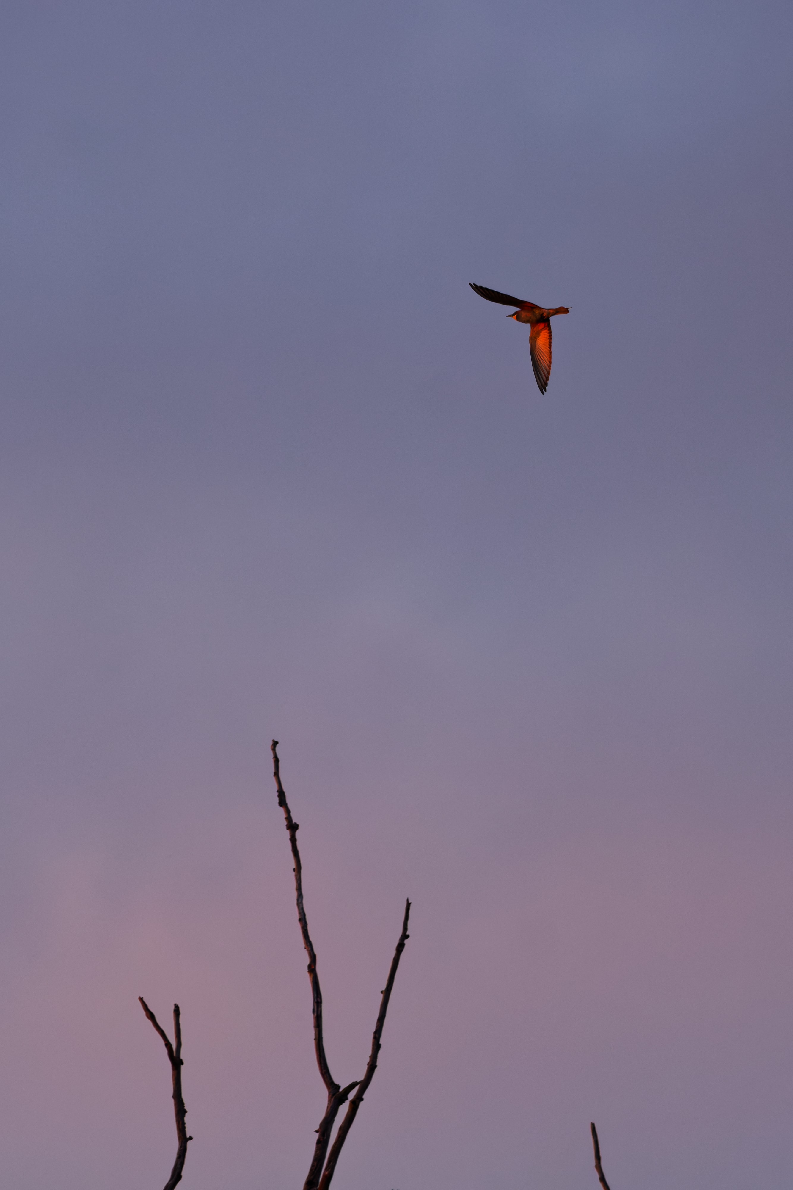 Gruccione (Merops apiaster)