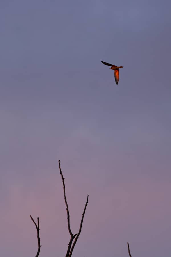Gruccione (Merops apiaster)