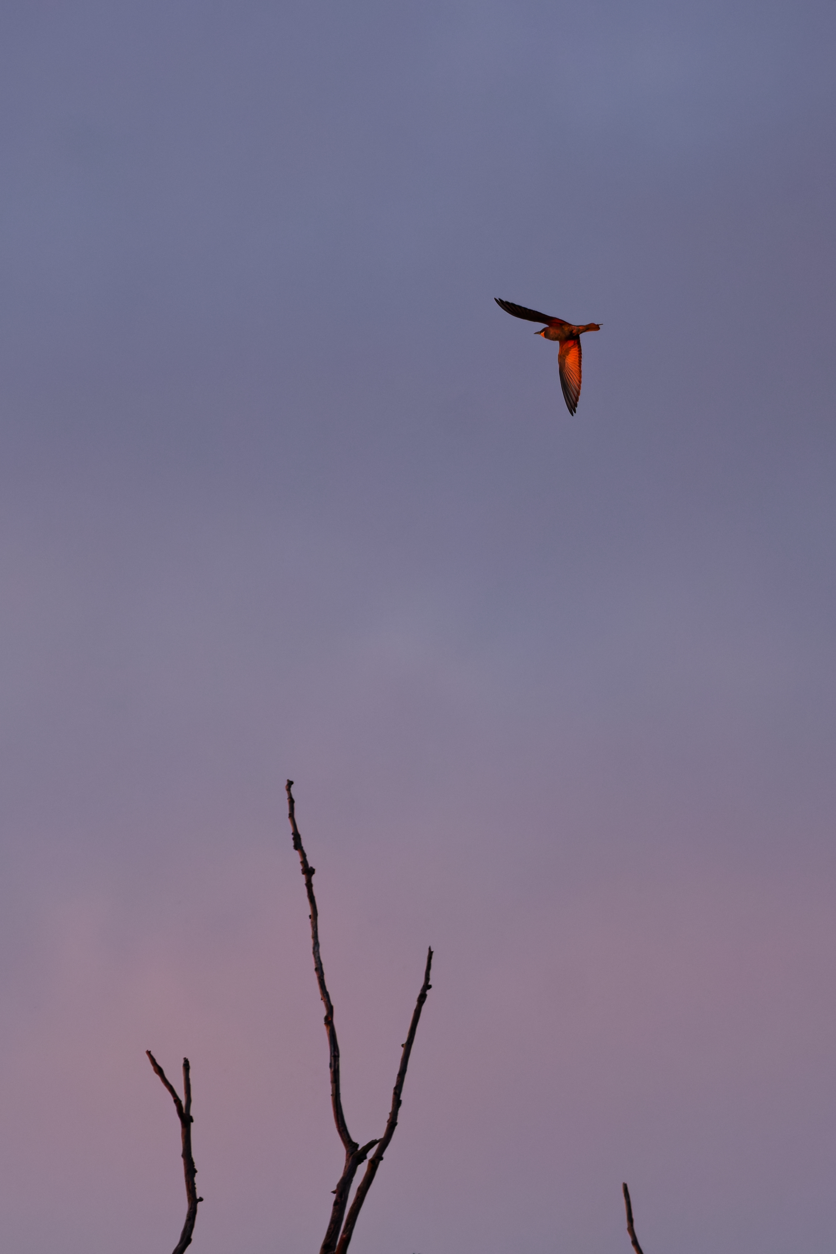 Gruccione (Merops apiaster)